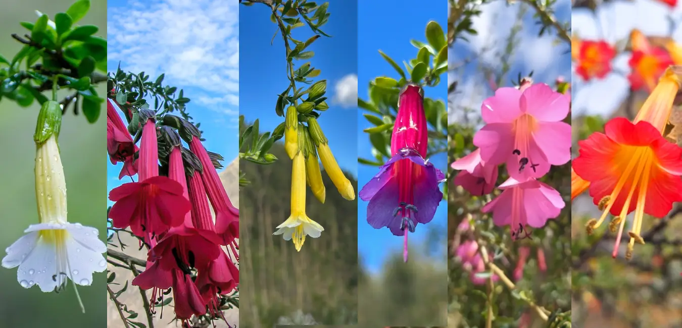 Native plant of cusco, kantuta flower