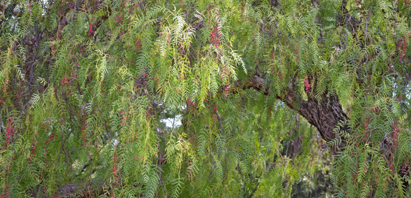 Molle tree as a native plant of Cusco