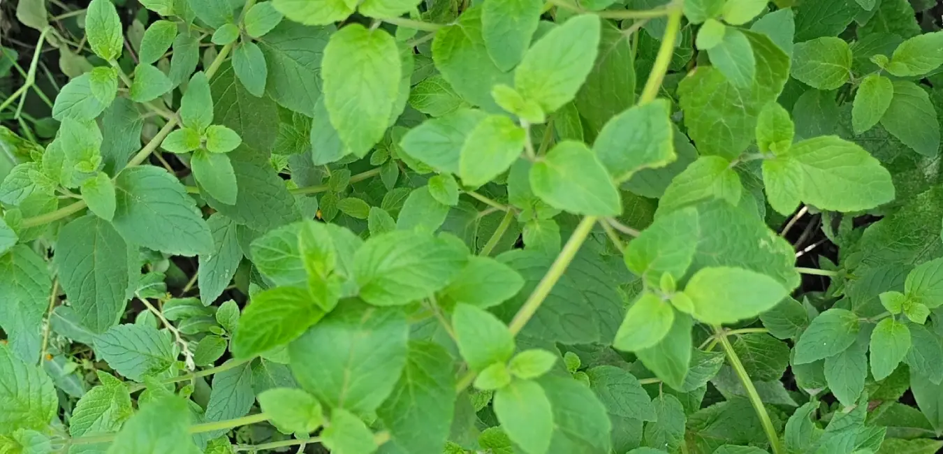 Muña, a native plant of Cusco