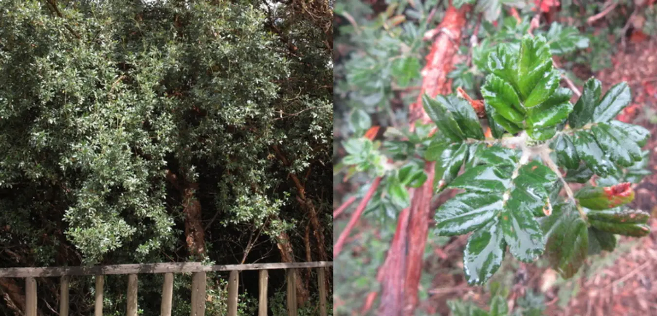 Native Queuña plant in Cusco