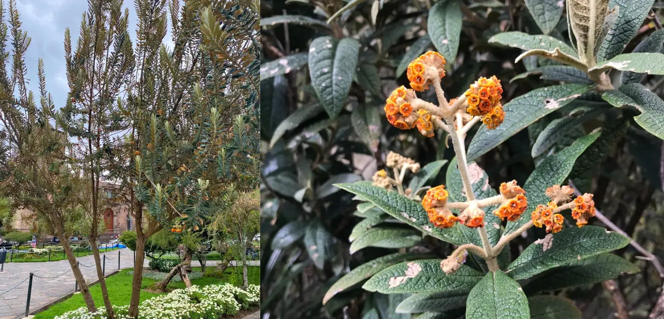 Quishuar, a native plant of Cusco