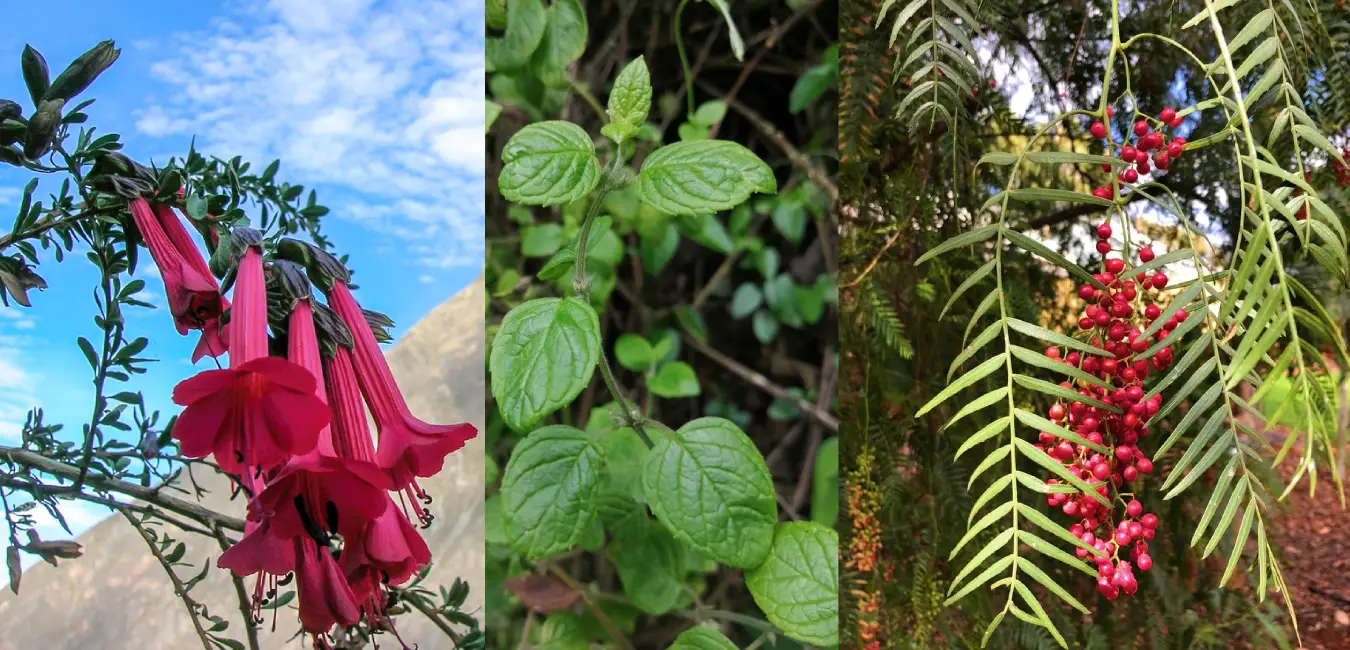 Native plants of Cusco