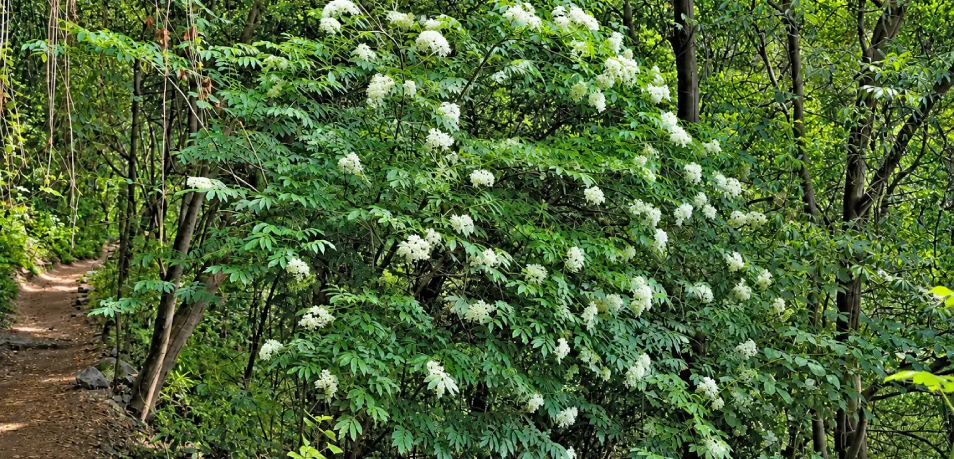 Elderberry plant in full bloom