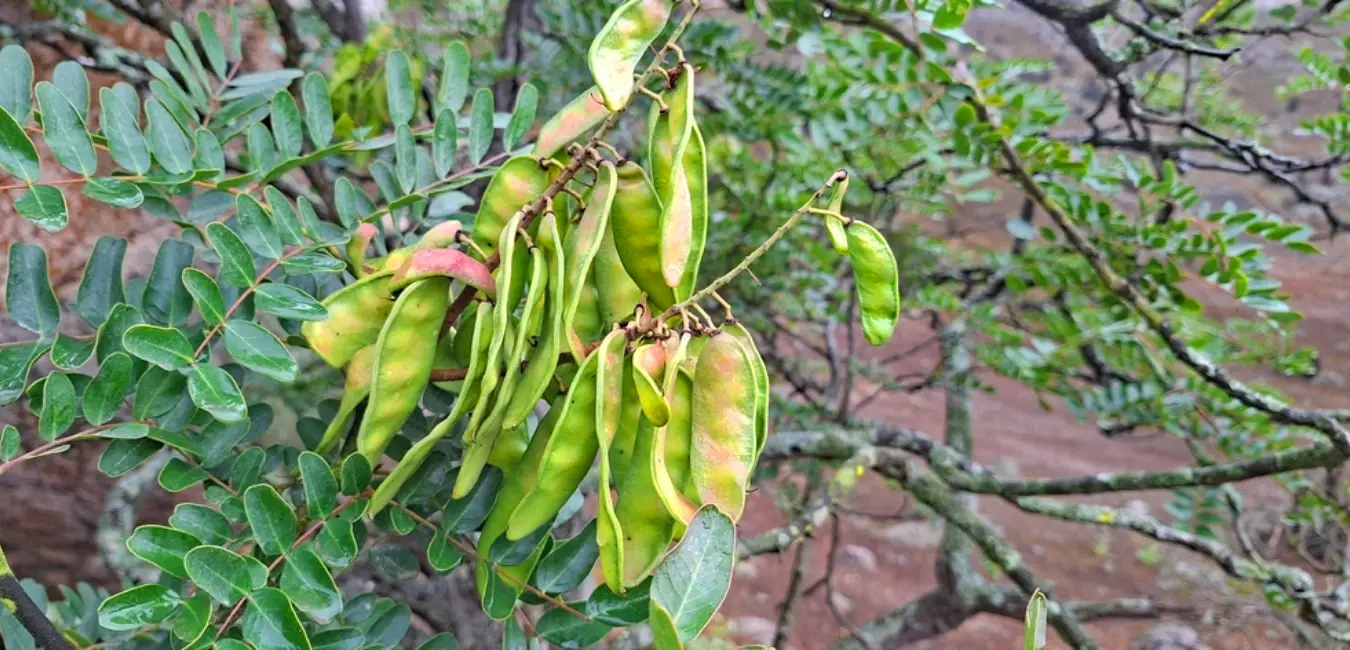 Tara plant with mature seed pods.