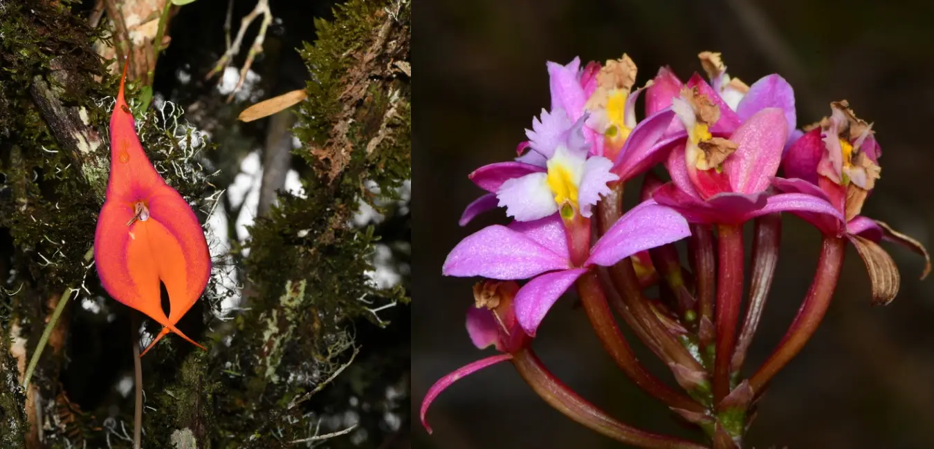 Native orchids of Cusco
