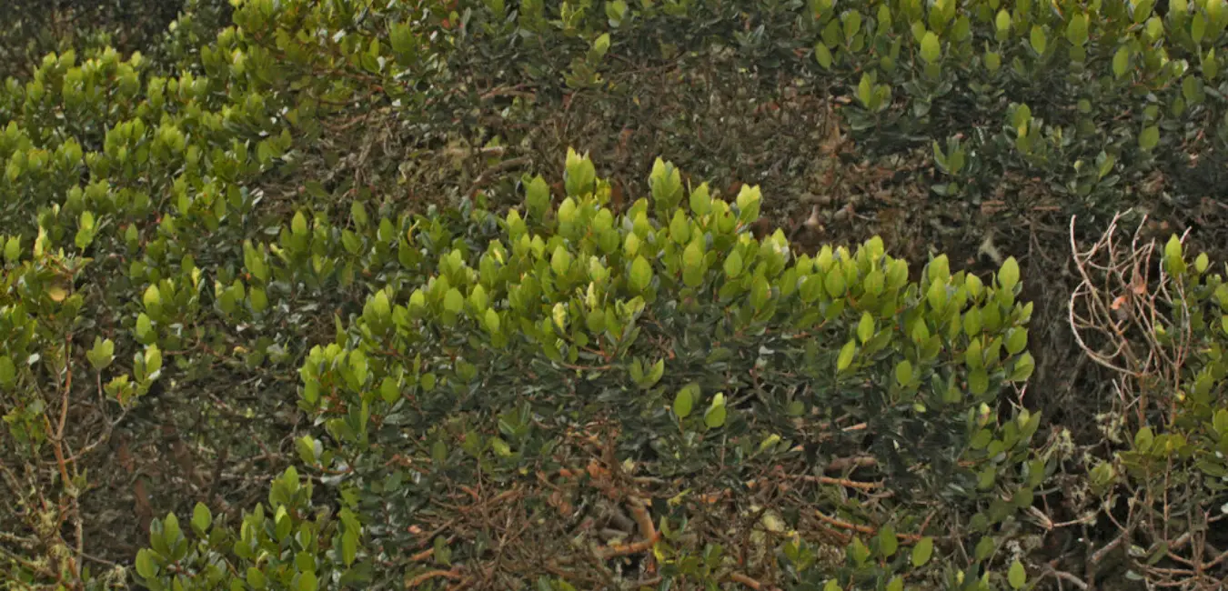 Unca plant displaying its green leaves
