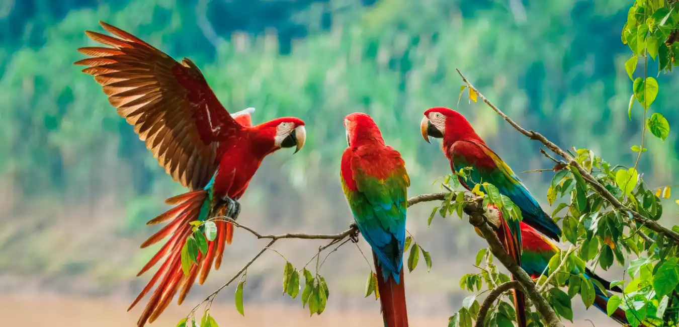Colorful parrots in the Amazon rainforest of Tambopata National Reserve 