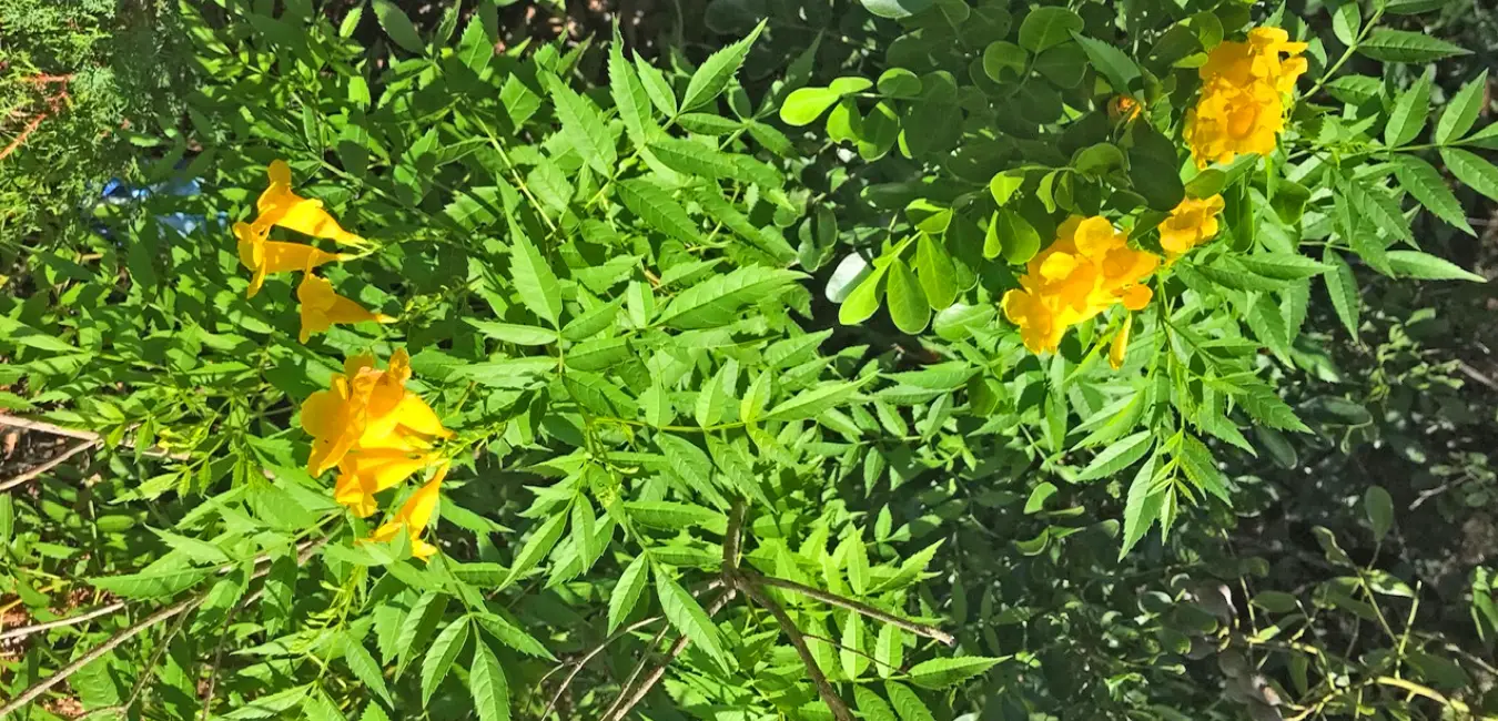 Planta de Huarayhuay con su flor