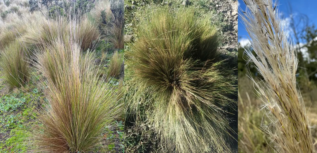 Ichu planta nativa del Cusco