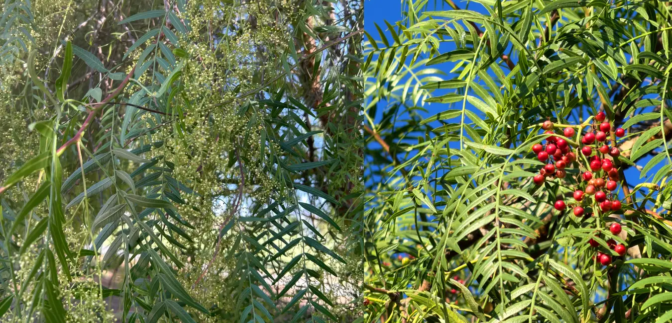 Molle planta nativa de Cusco