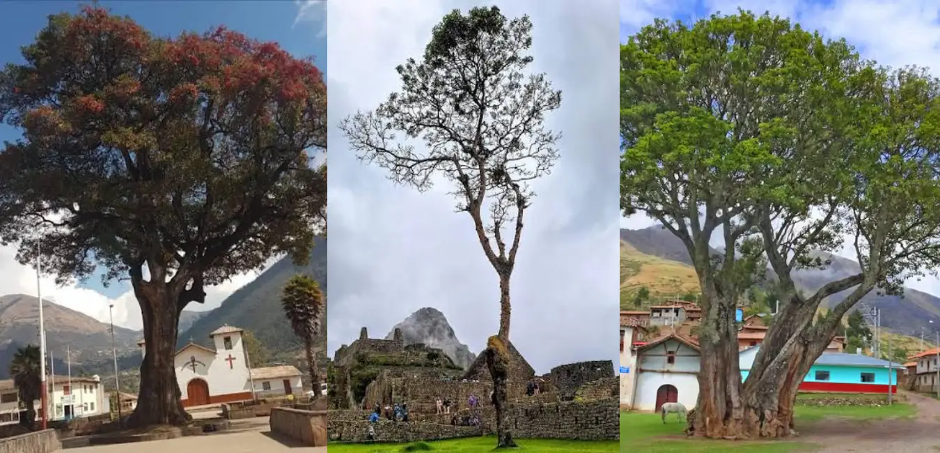 Planta nativa del Cusco Pisonay