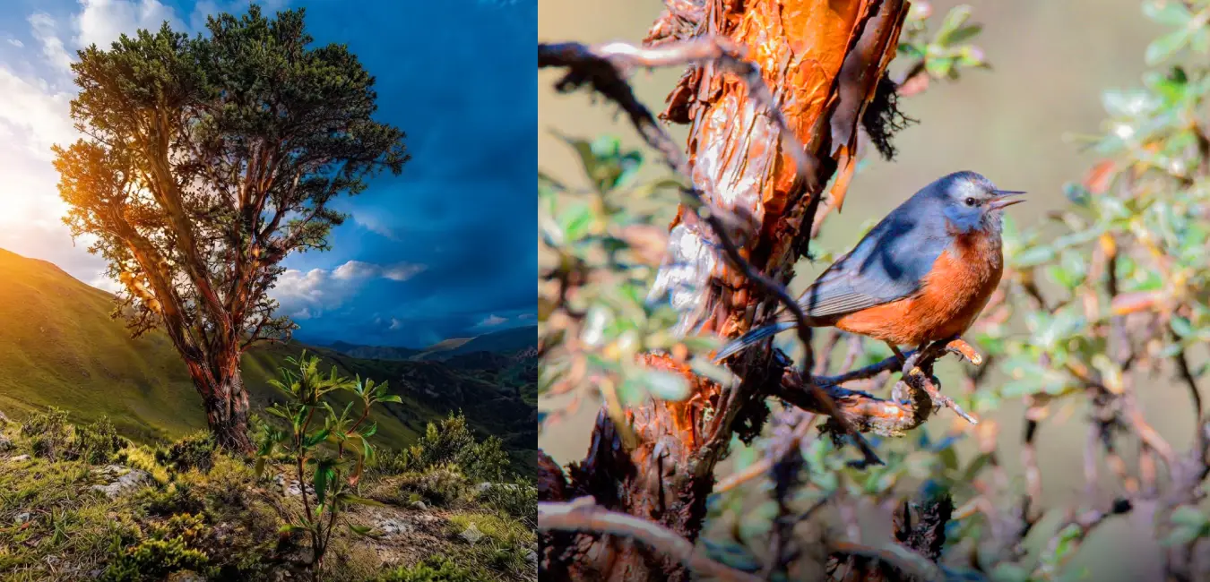 Arbol de queuña como planta nativa del Cusco