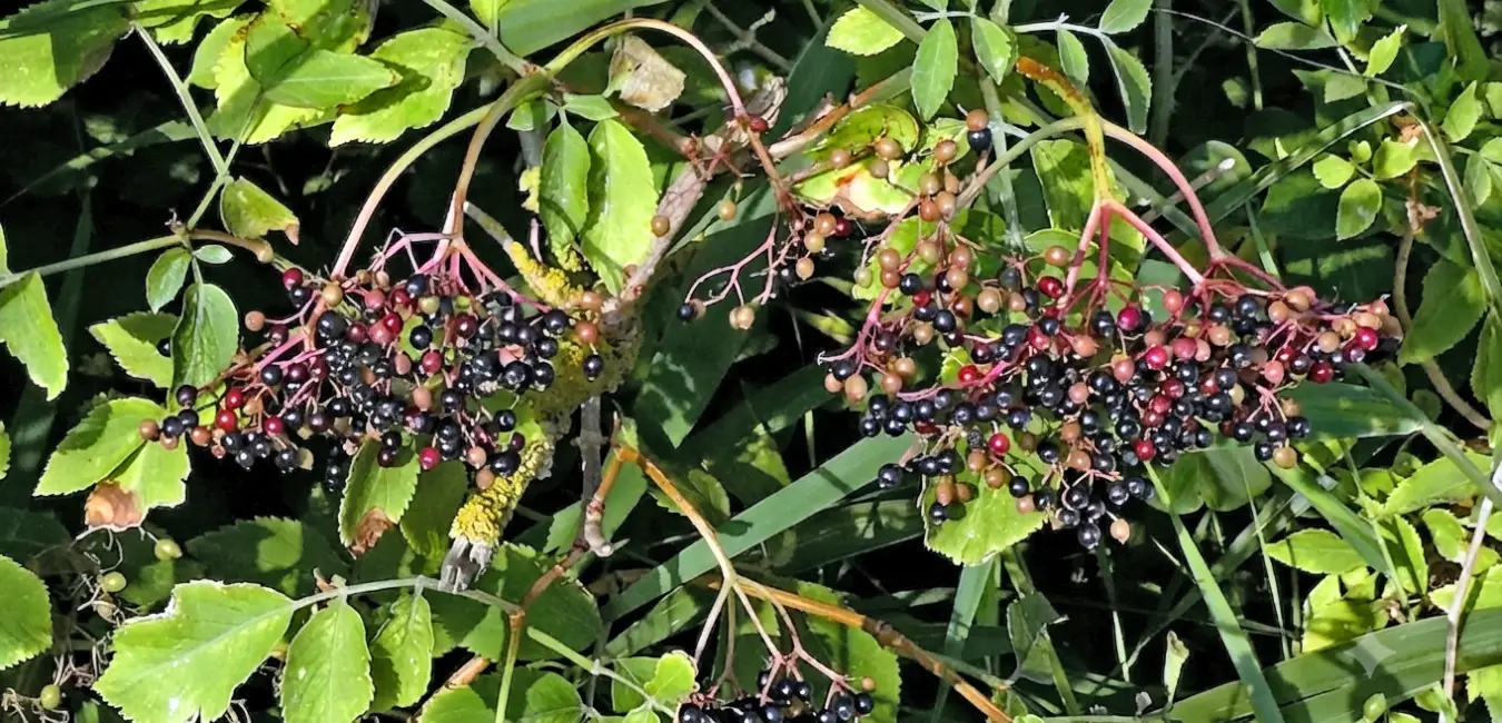 Fruto de sauco