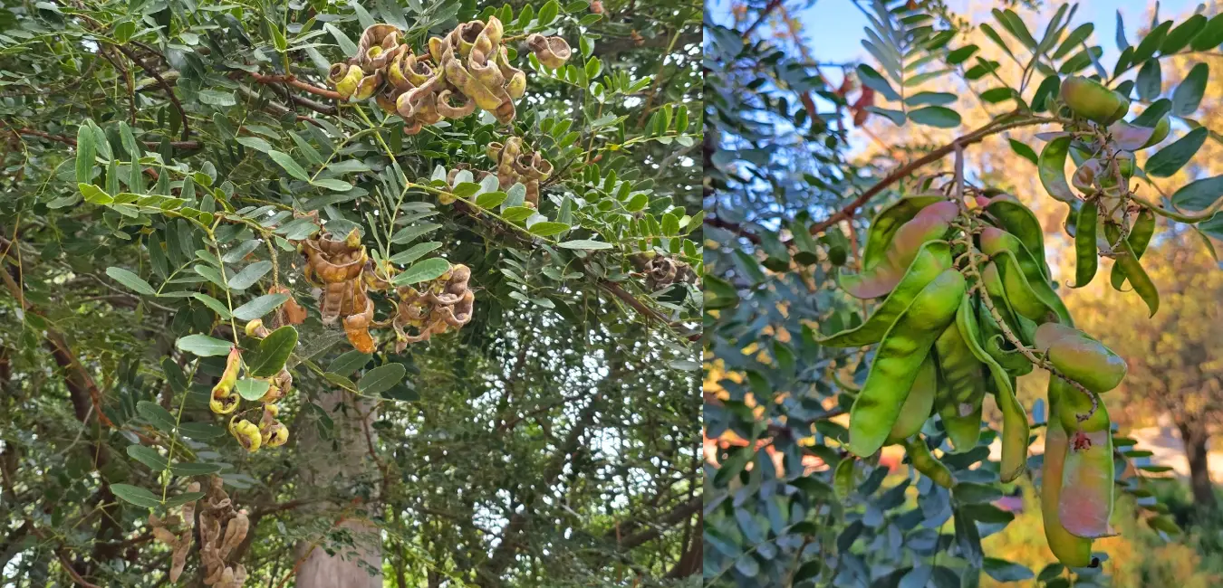 Planta de tara y sus frutos