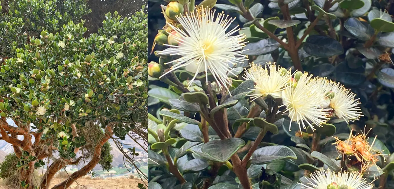 Planta nativa de Unca con su flor