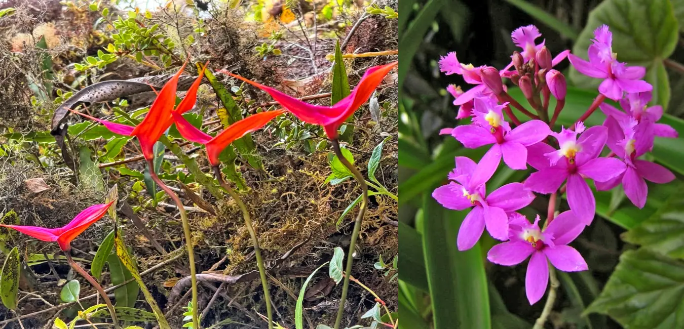 Orquidea Wacanki y Wiñay Huayna