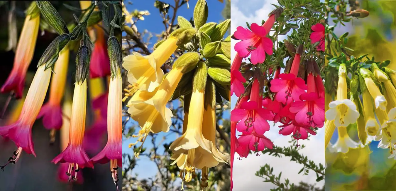 Flor de Kantuta o Qantu en Cusco