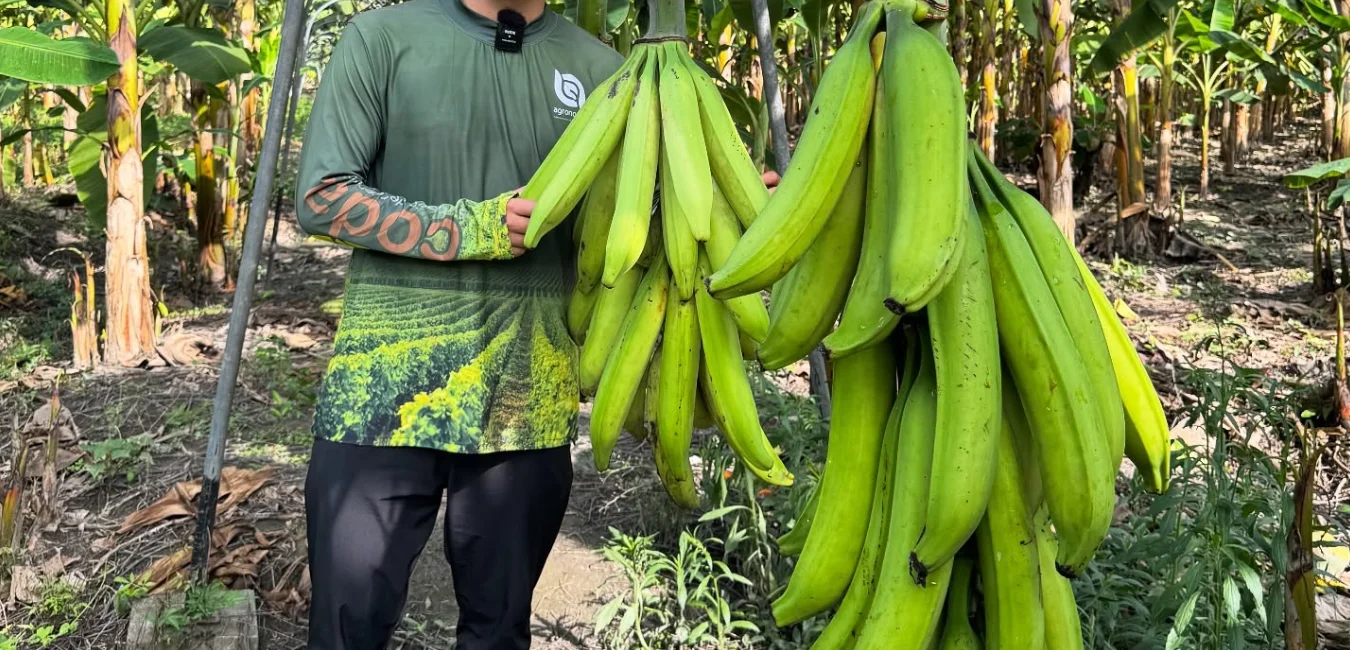 platano bellaco