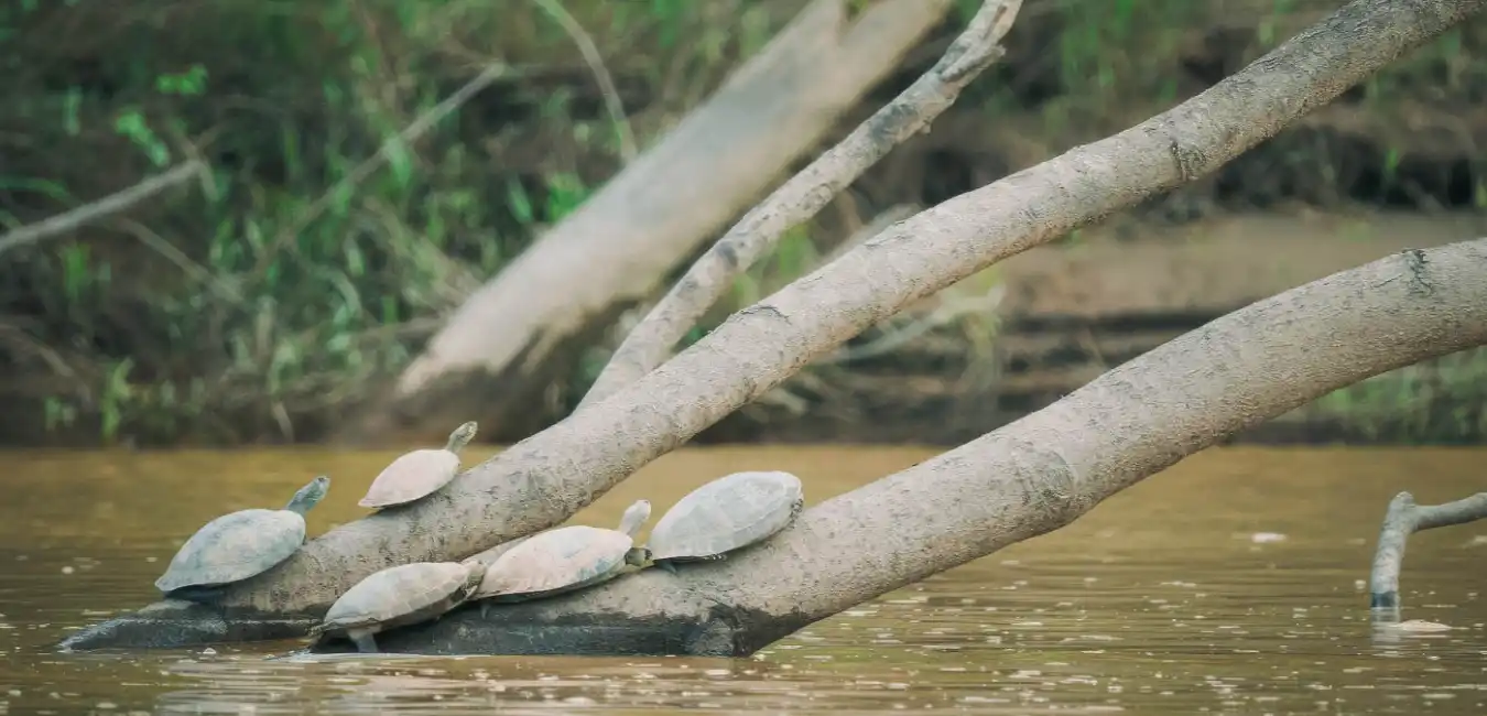 Turtles in the Amazon rainforest of Tambopata National Reserve 