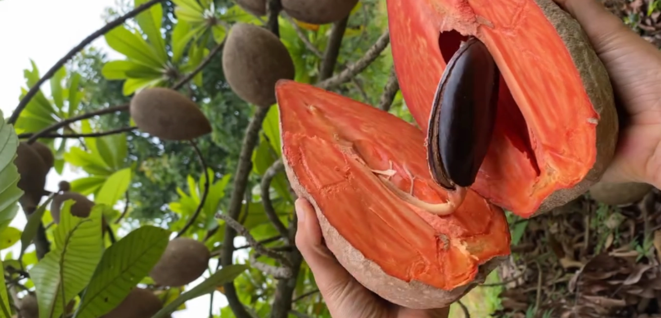 Zapote Amazónico de Peru