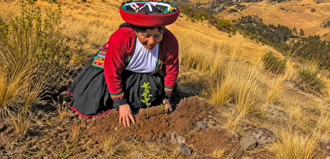 Andean woman from the Salkantay peasant community engaged in reforestation work.