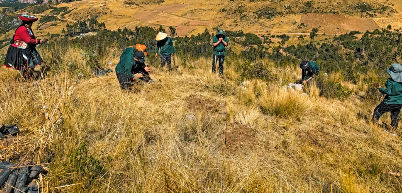 Afforestation with native plants in the Salkantay community by Responsible Trekking.