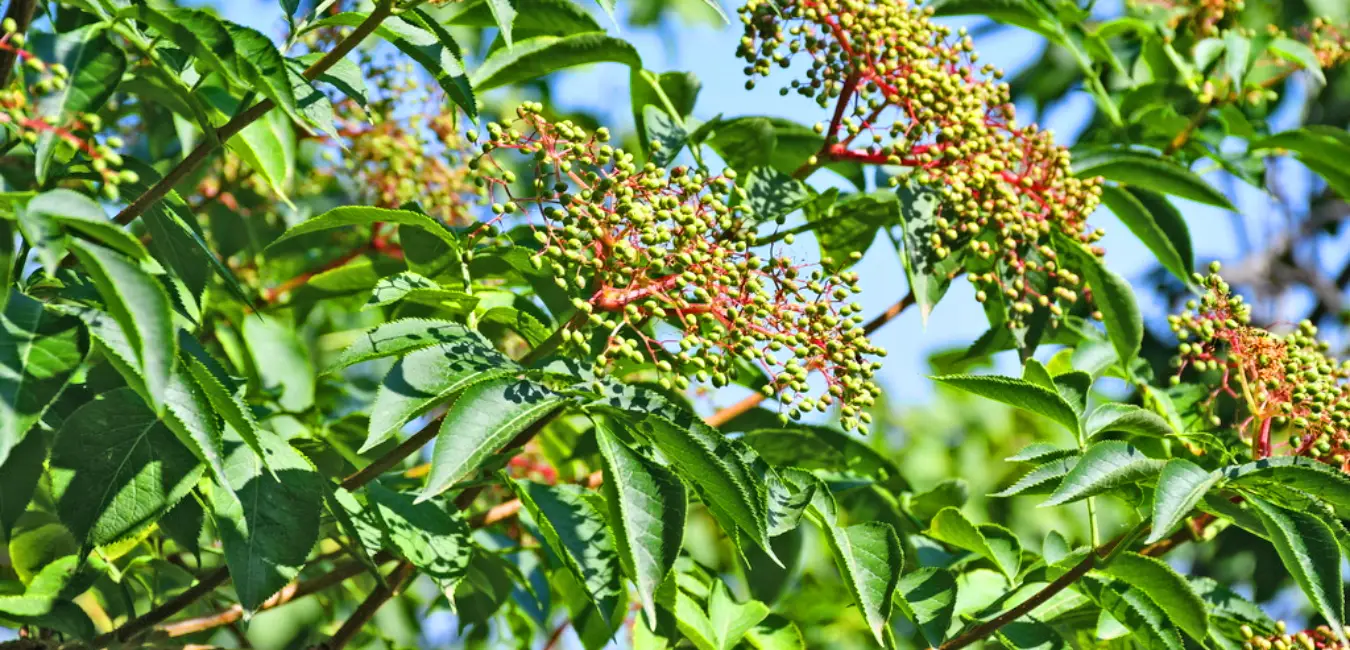 Andean elderberry with green fruit