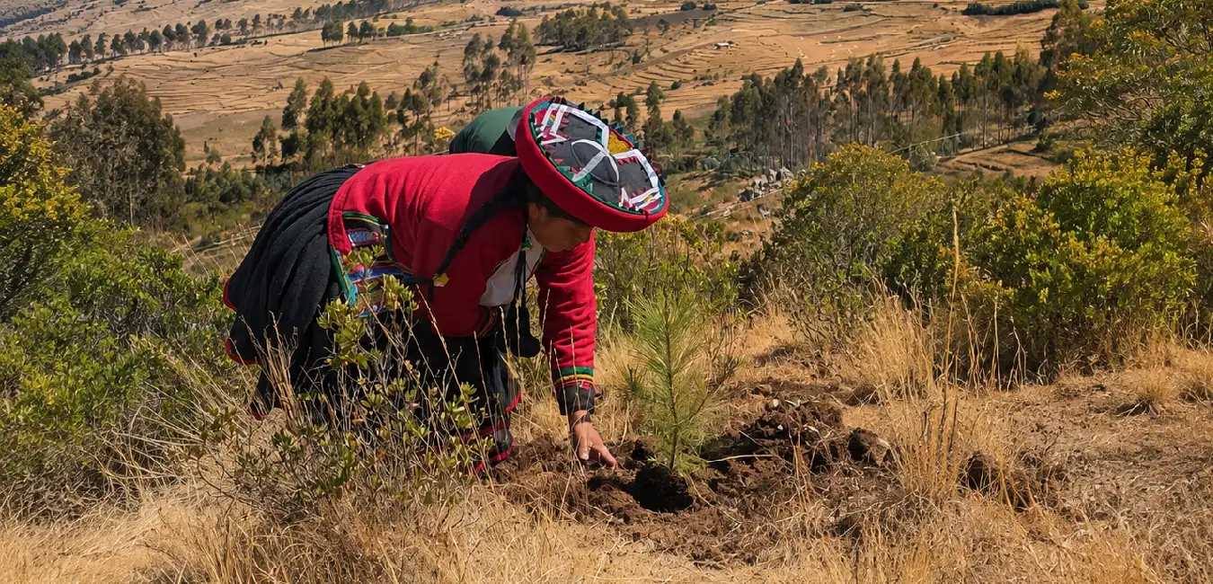 Andean woman in traditional clothing planting a pine tree on a dry hillside in Cusco, Peru.