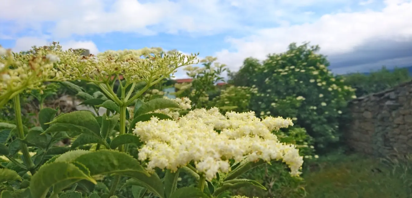 white elderflower in the valley