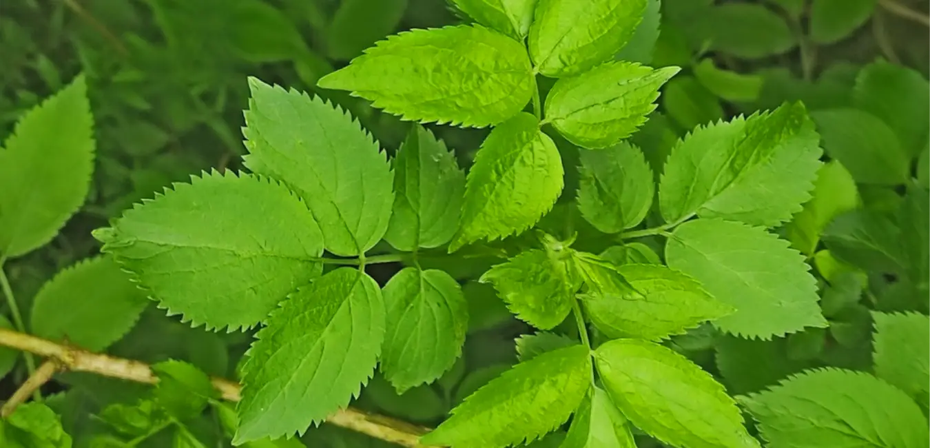 elder leaves