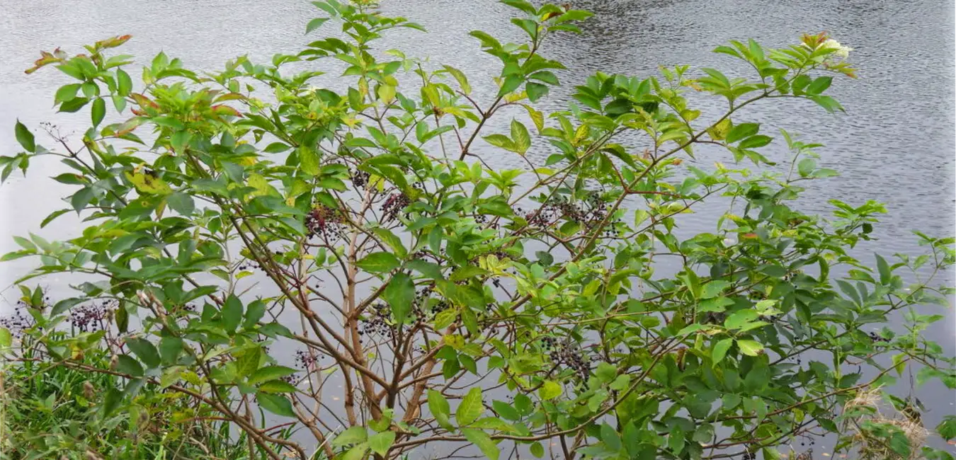 Elder tree by the riverbank