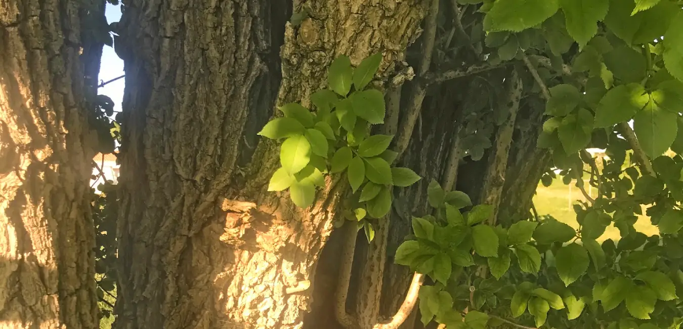 elder trunk and bark