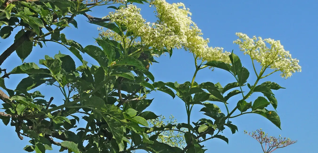 Andean elderberry plant
