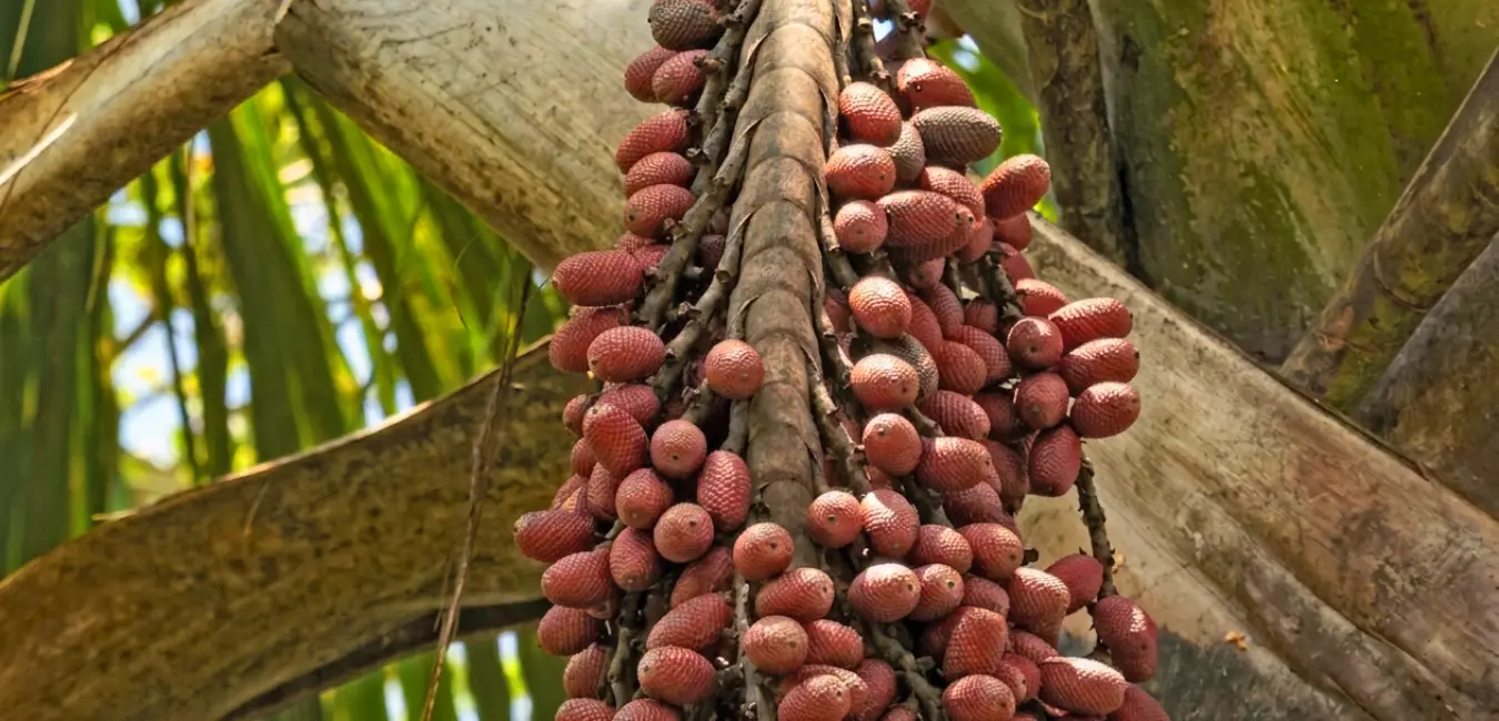 Aguaje as an exotic fruit from Peru
