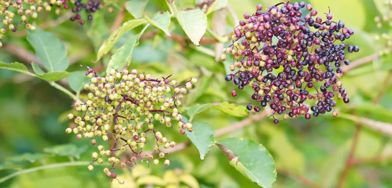 green and ripe elderberries