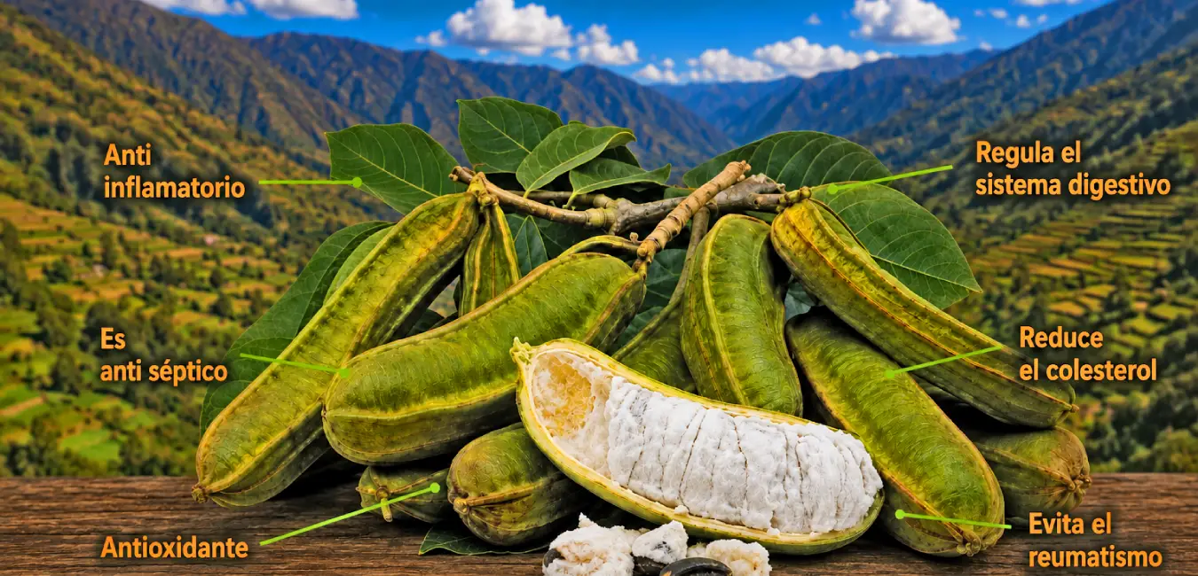 Pacay fruta exótica de Perú