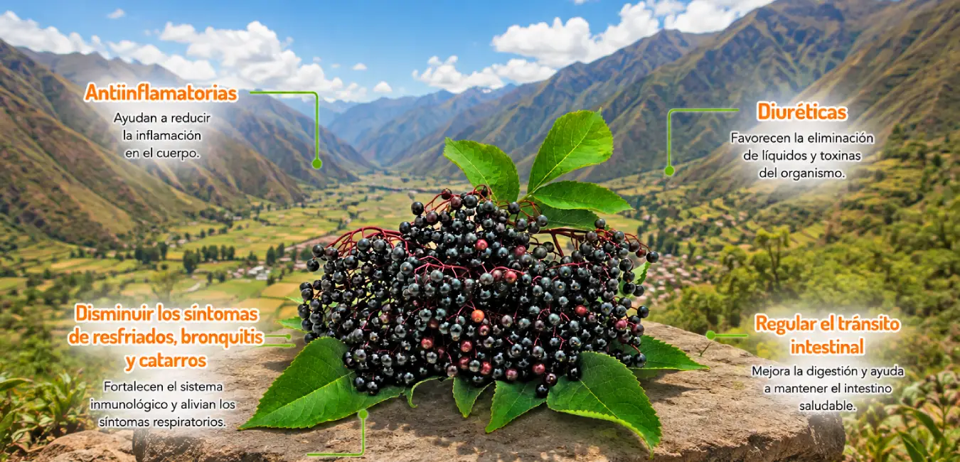 Sauco, fruta exótica del Perú