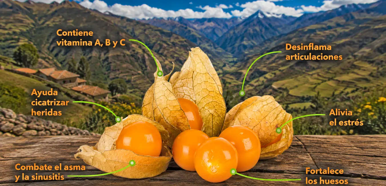Aguaymanto, fruta exótica del Perú