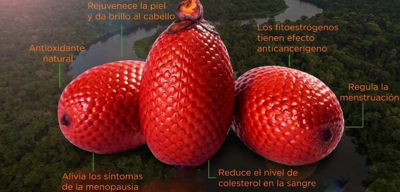 Aguaje como fruta exótica del Perú