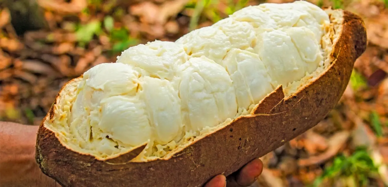 Copoazu - fruta exótica del Perú