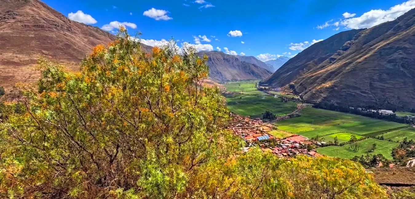 Molle, a native plant of Cusco