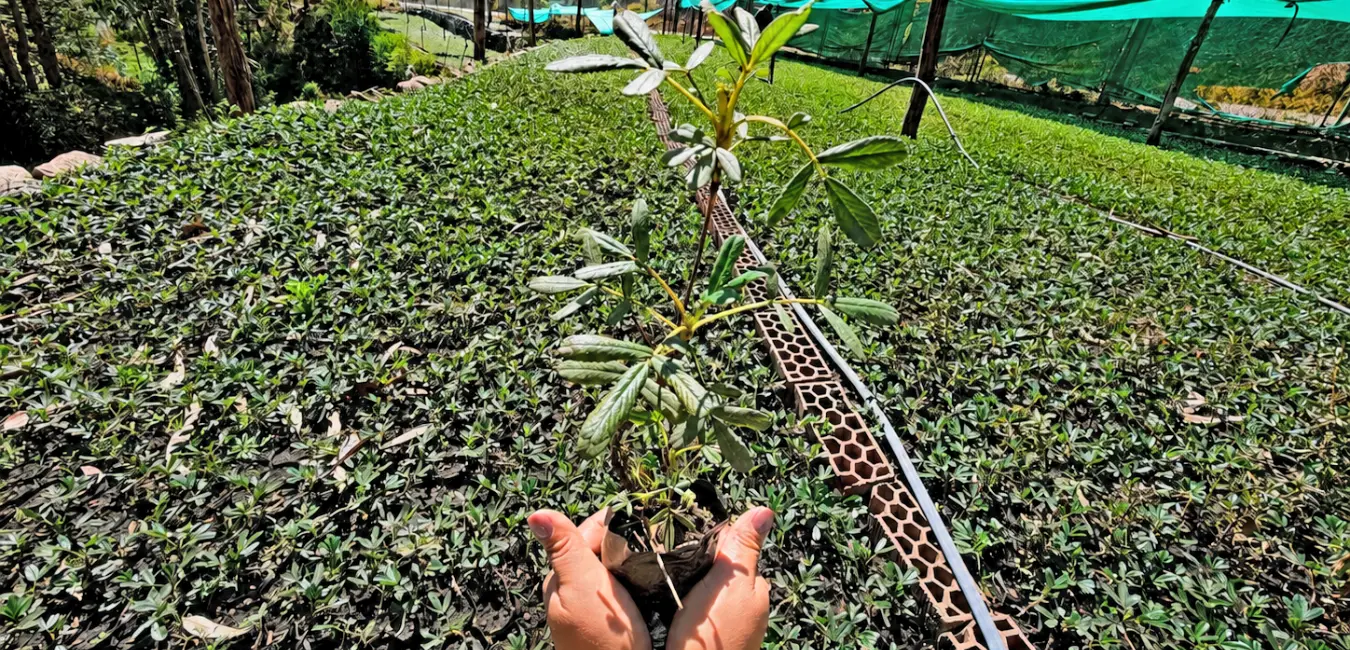 Queuña plants in a nursery for reforestation in Cusco