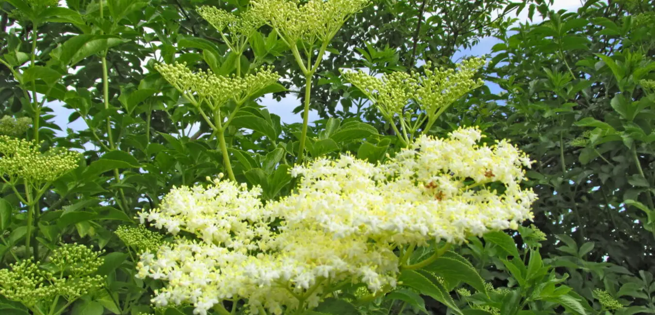 Flor de saúco