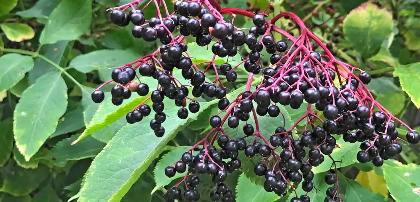 Fruto de saúco