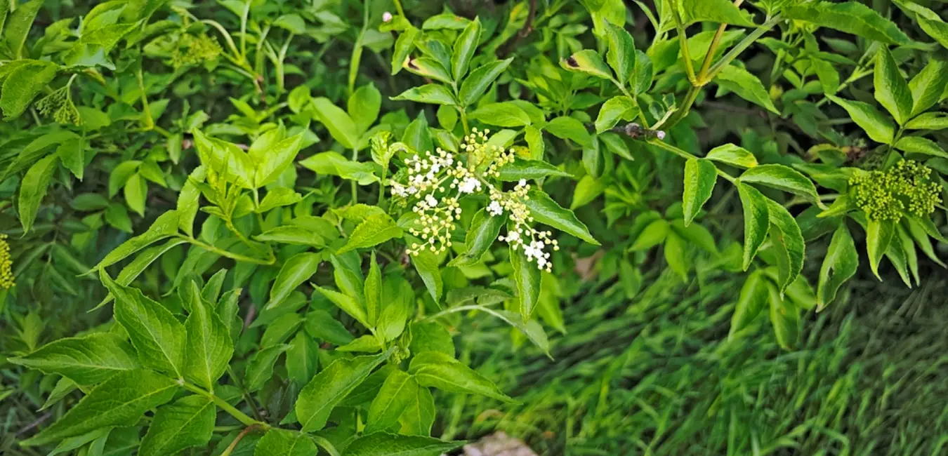 Hojas de saúco