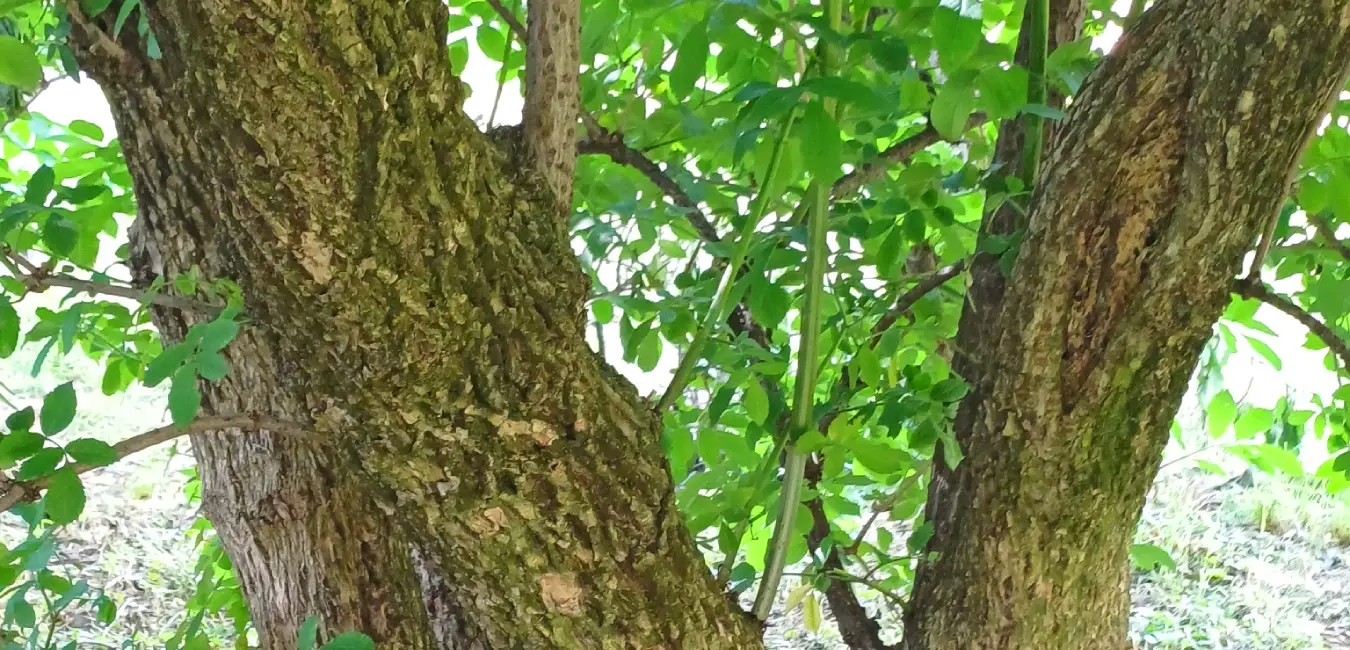 Tronco del árbol de saúco