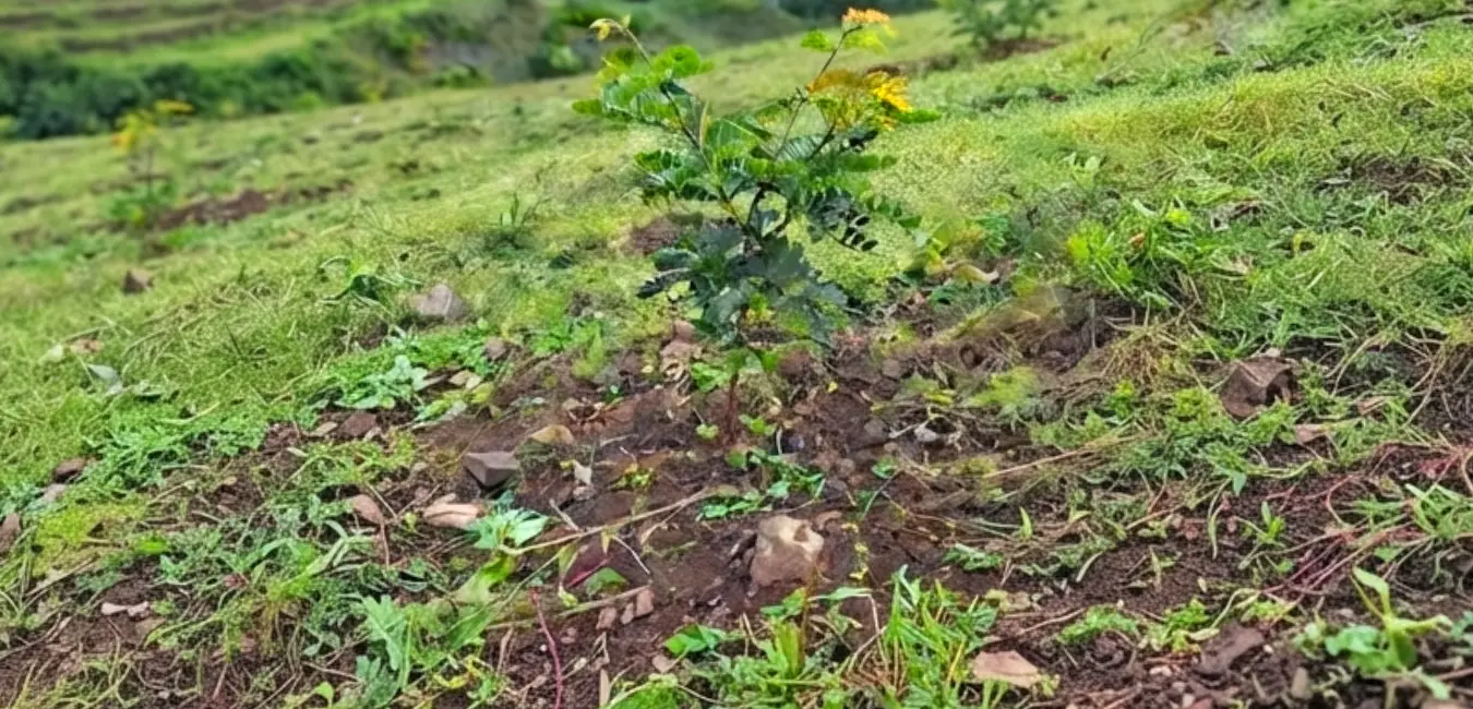 Afforestation with Tara plants