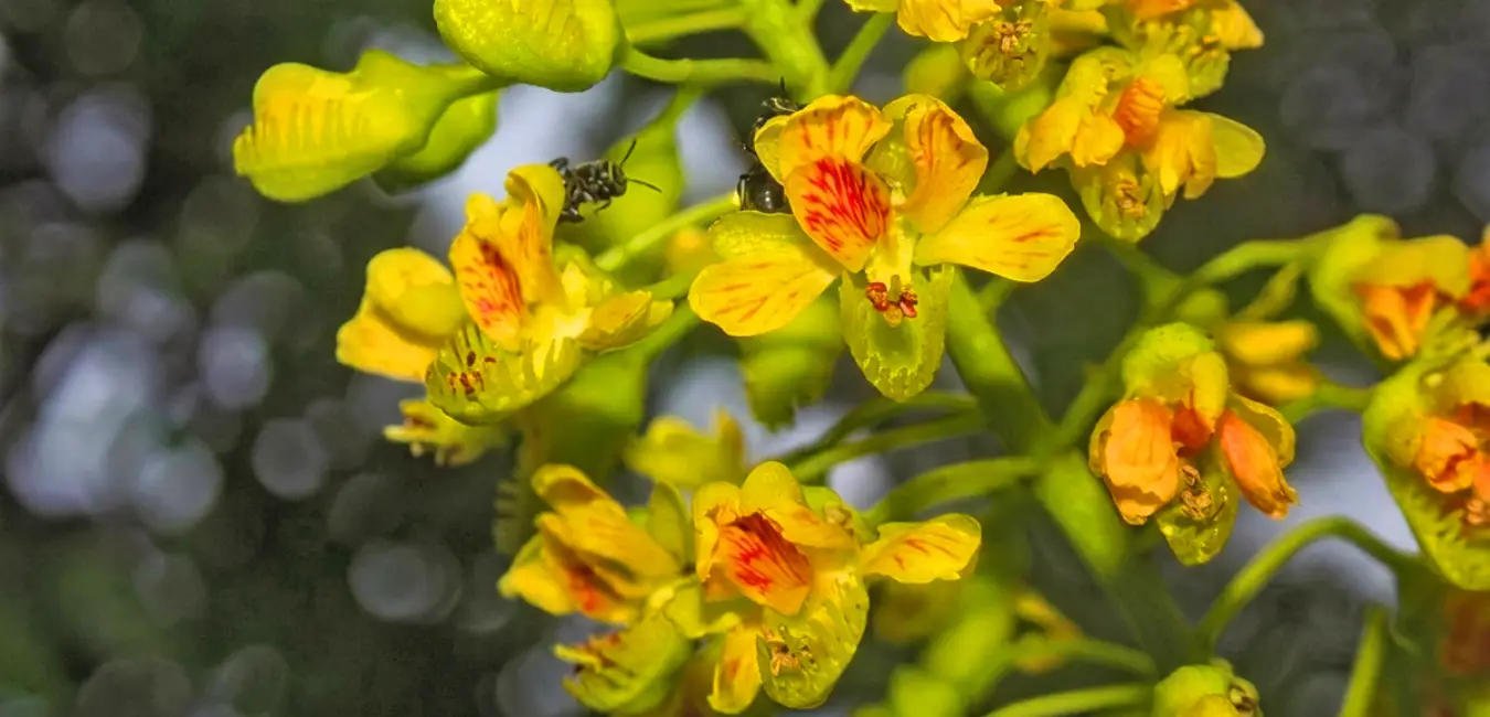 Flor de Tara