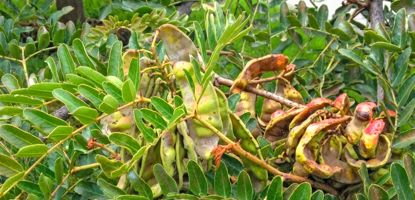 Green Tara fruit