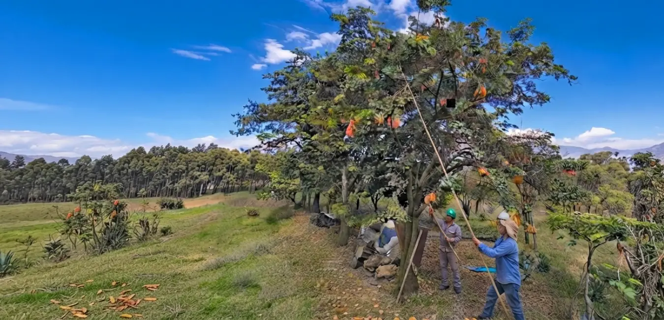 Harvesting of Tara pods